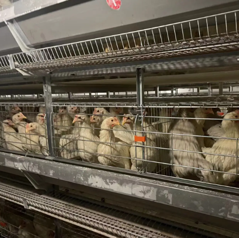 Sluoksnio ūkio projektas su AH tipo narvu